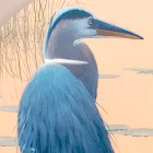 Komposition aus Holzgemälden mit Vogeldruck, hergestellt in Italien – Belize Viadurini