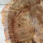 Star Standing Badezimmer Waschbecken aus fossilem Holz, einzigartiges Design Viadurini